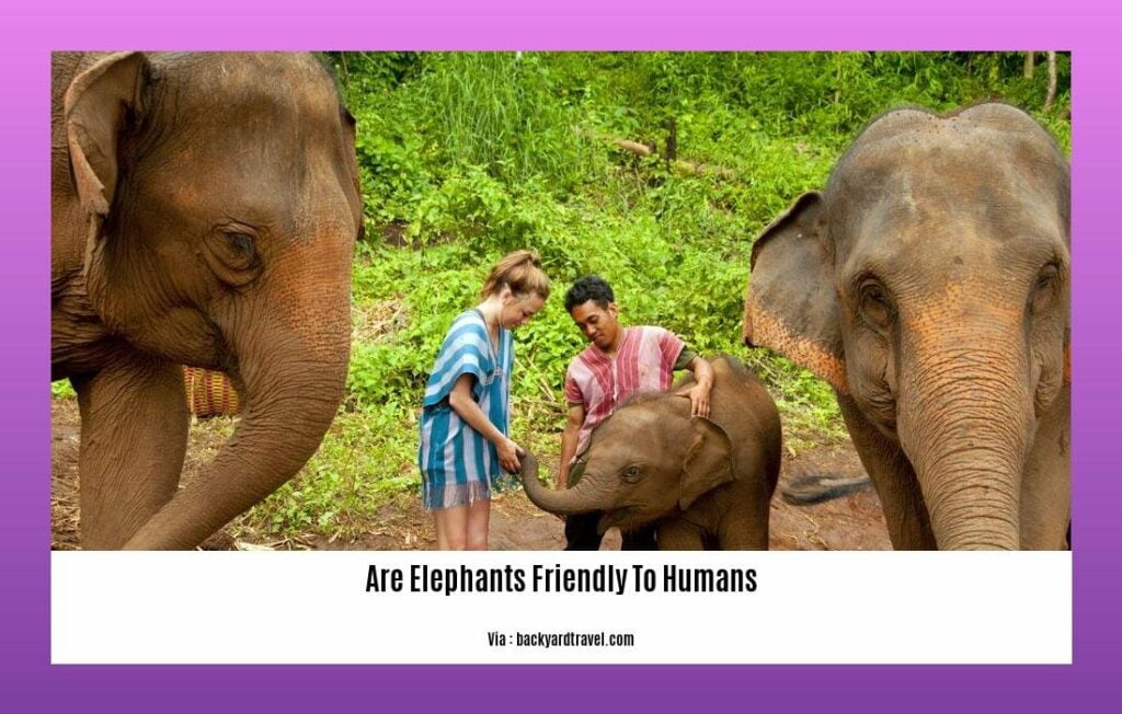 Are Elephants Friendly to Humans? Examining the Mutual Respect and