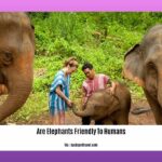 are-elephants-friendly-to-humans_2