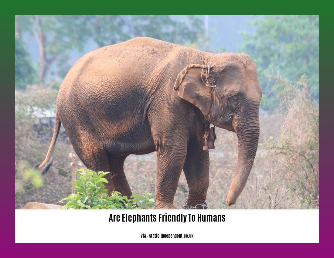are elephants friendly to humans