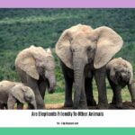 are-elephants-friendly-to-other-animals_2