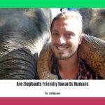 are-elephants-friendly-towards-humans_2