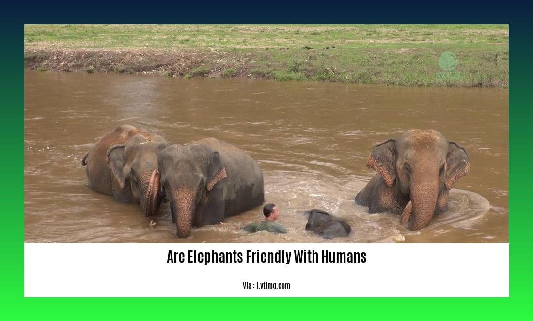 are elephants friendly with humans