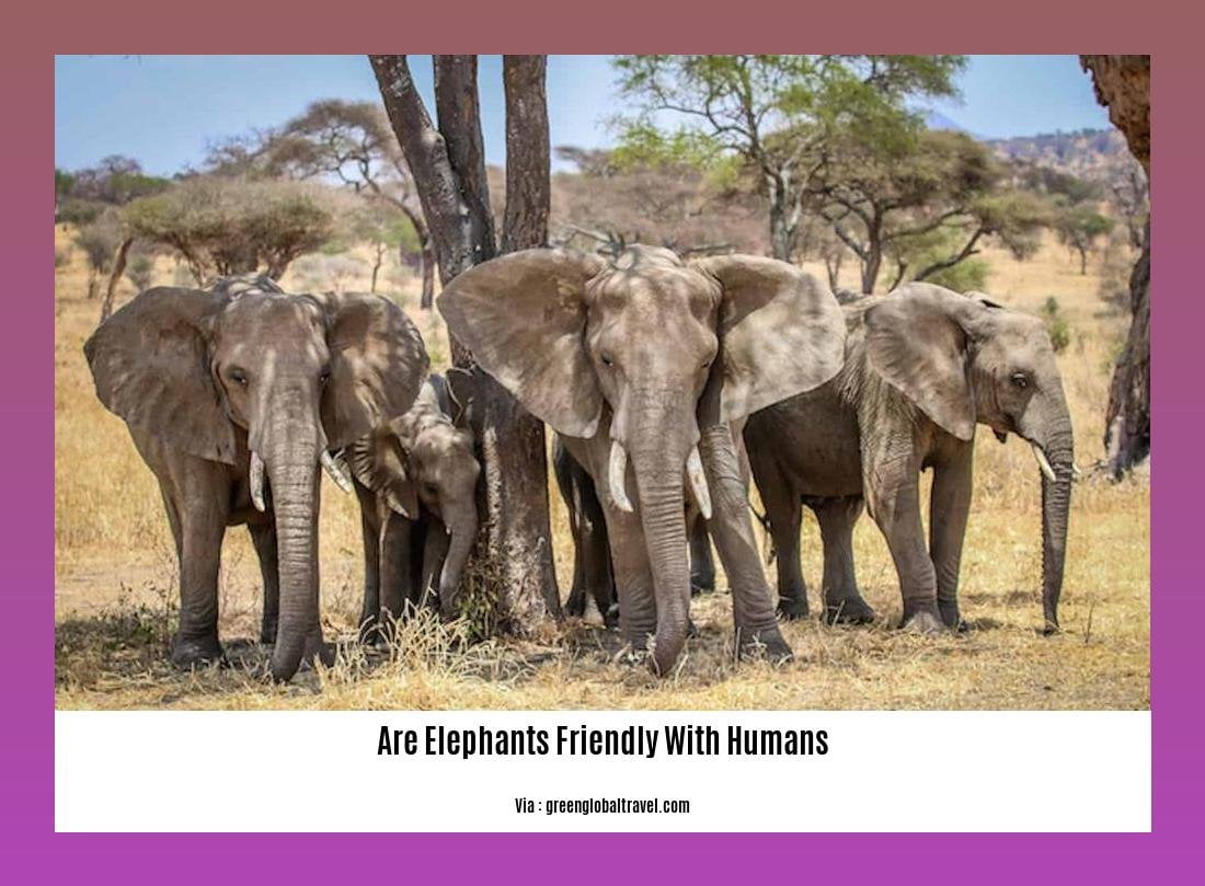 are elephants friendly with humans 2