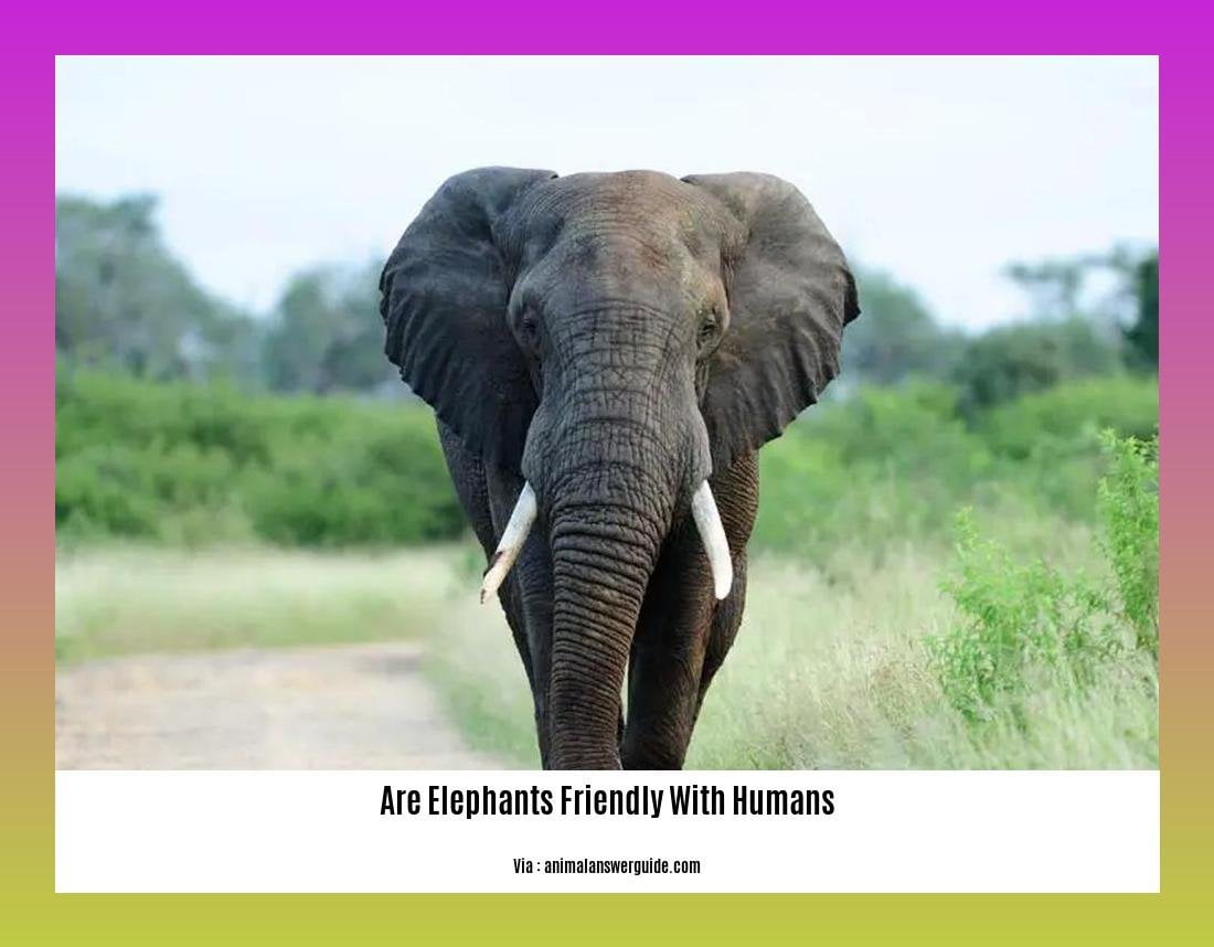 are elephants friendly with humans