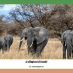 are-elephants-friendly_2