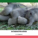are-elephants-nice-animals_2