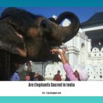 are-elephants-sacred-in-india_2