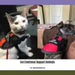 are-emotional-support-animals_2