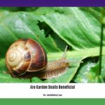 are-garden-snails-beneficial_2