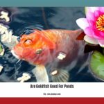 are-goldfish-good-for-ponds_2