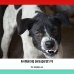 are-hunting-dogs-aggressive_2