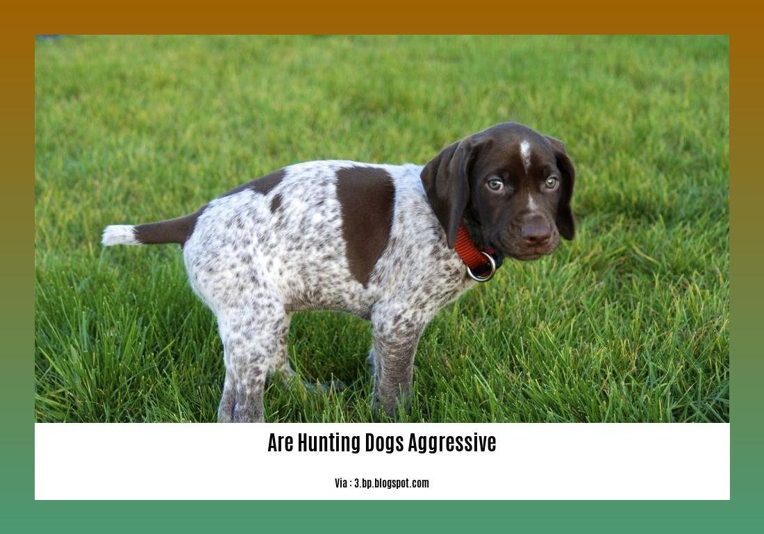 are hunting dogs aggressive