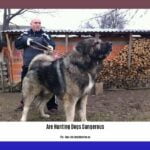 are-hunting-dogs-dangerous_2
