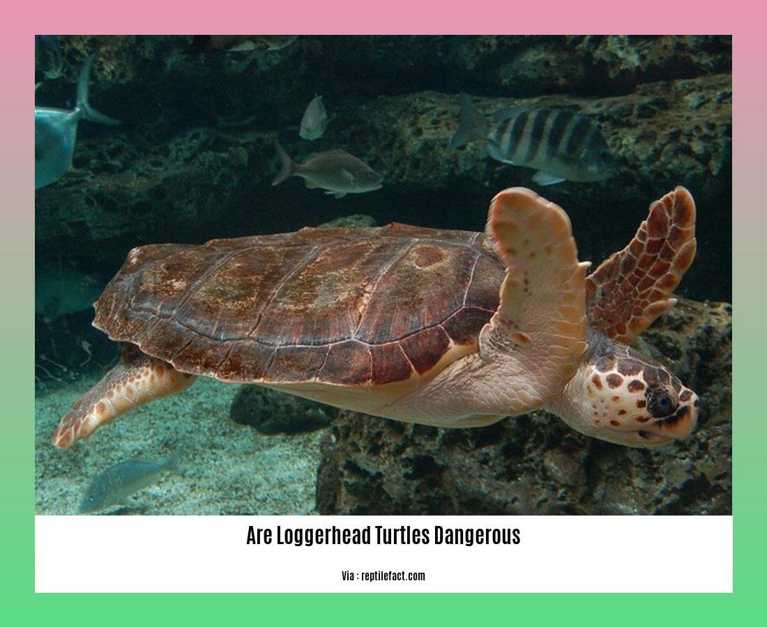 are loggerhead turtles dangerous