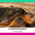 are-loggerhead-turtles-dangerous_2