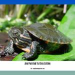 are-painted-turtles-edible_2