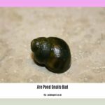 are-pond-snails-bad_2