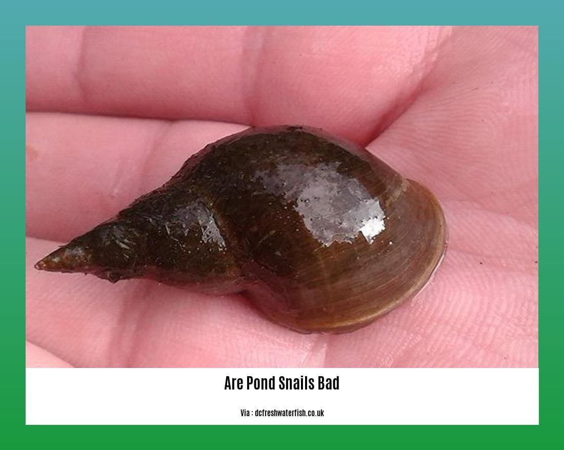 are pond snails bad