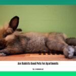 are-rabbits-good-pets-for-apartments_2