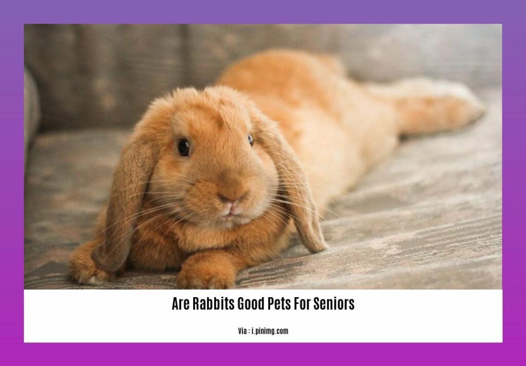Are Rabbits Good Pets for Seniors? Exploring the Benefits of Rabbit