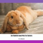 are-rabbits-good-pets-for-seniors_2