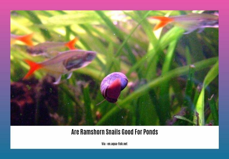 Exploring the Benefits Are Ramshorn Snails Good for Ponds?
