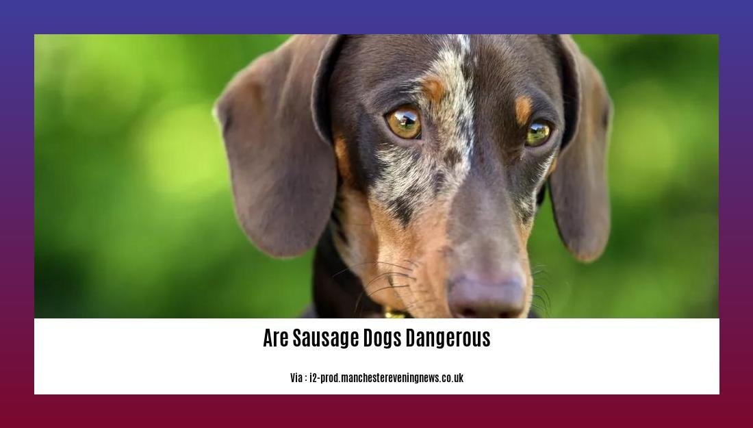 are sausage dogs dangerous