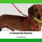 are-sausage-dogs-dangerous_2