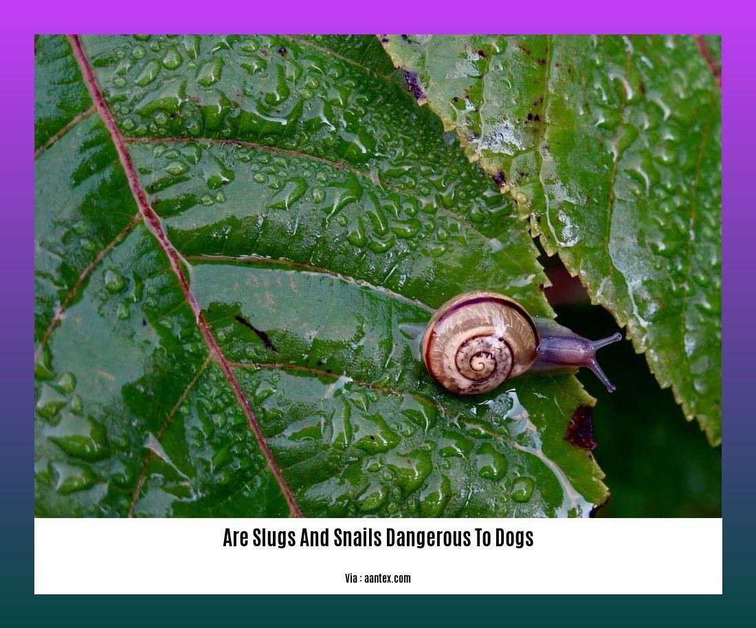 are slugs and snails dangerous to dogs