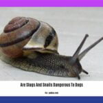 are-slugs-and-snails-dangerous-to-dogs_2