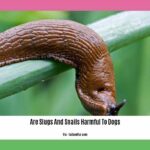 are-slugs-and-snails-harmful-to-dogs_2