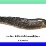 are-slugs-and-snails-poisonous-to-dogs_2