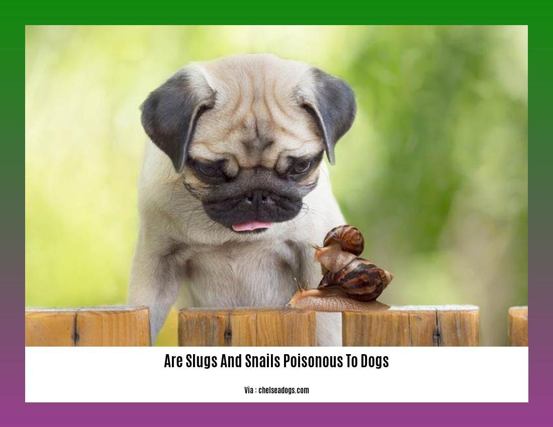 are slugs and snails poisonous to dogs
