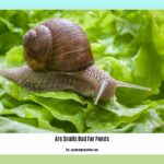 are-snails-bad-for-ponds_2