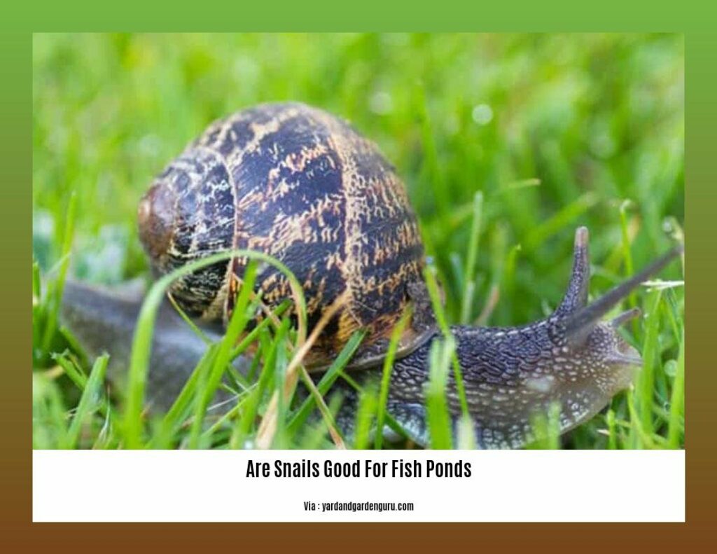 Are Snails Good for Fish Ponds? The Benefits of Having Snails in Your