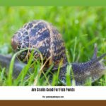 are-snails-good-for-fish-ponds_2