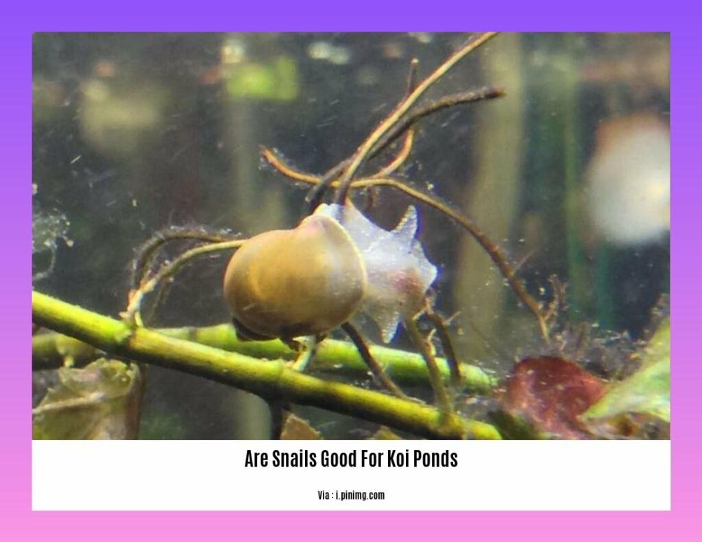 Are snails good for koi ponds? Exploring the Beneficial Role of Snails