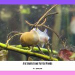 are-snails-good-for-koi-ponds_2