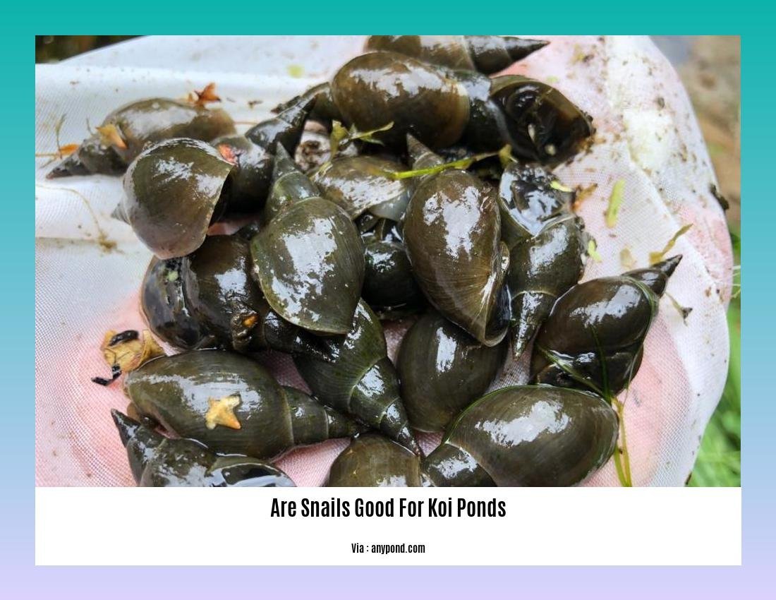 are snails good for koi ponds