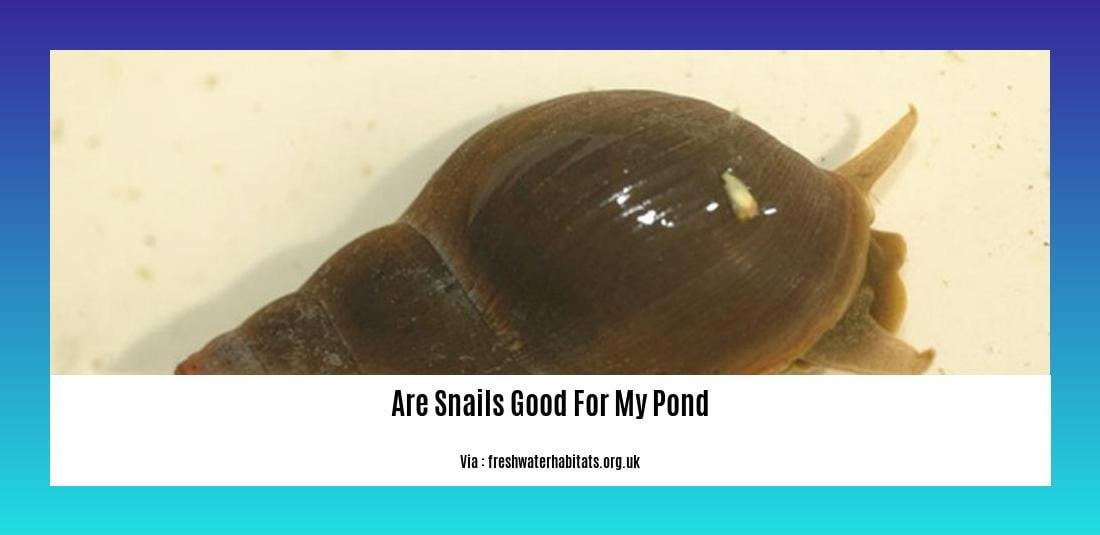 are snails good for my pond