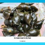 are-snails-good-for-my-pond_2