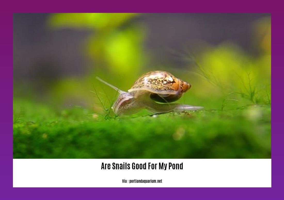 are snails good for my pond
