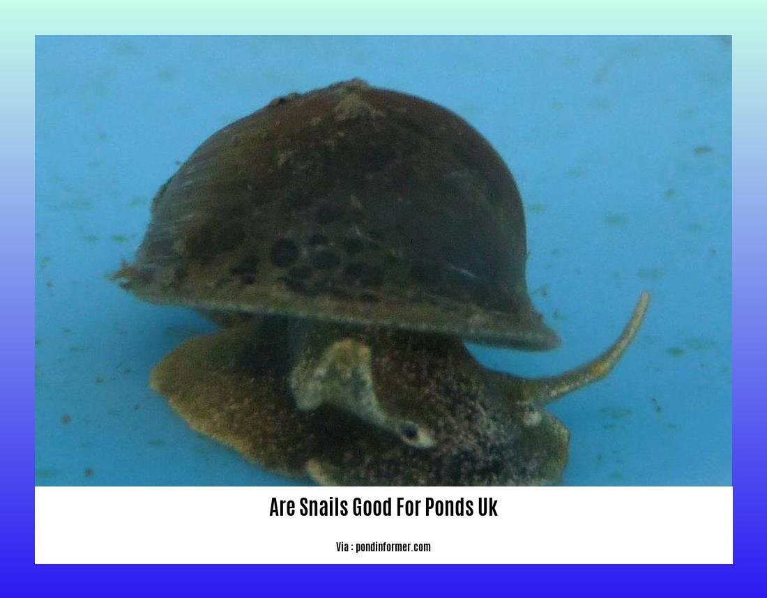 are snails good for ponds uk