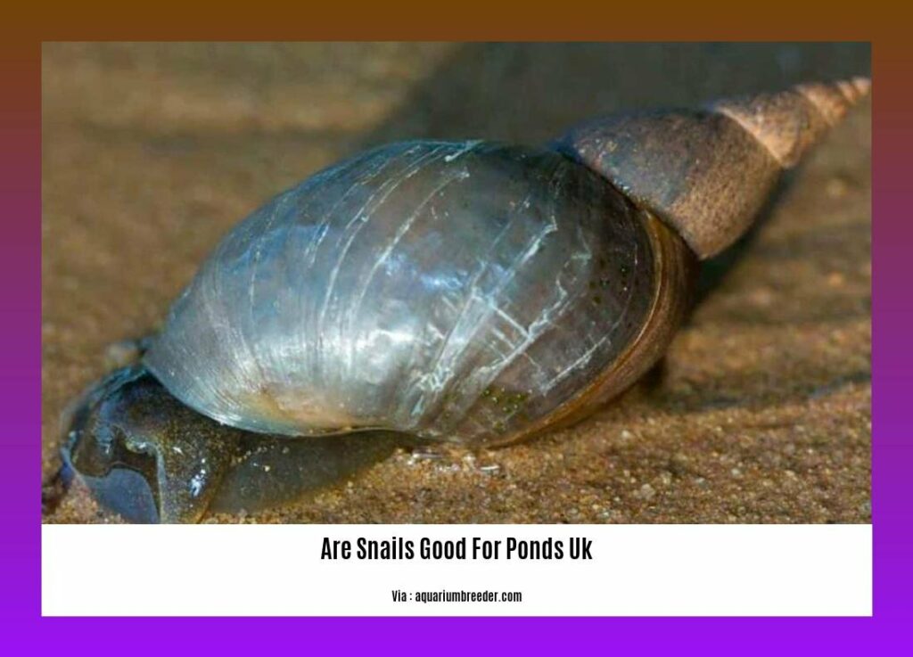 Exploring the Benefits of Snails in UK Pond Ecosystems Are Snails Good
