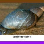 are-snails-good-for-ponds-uk_2
