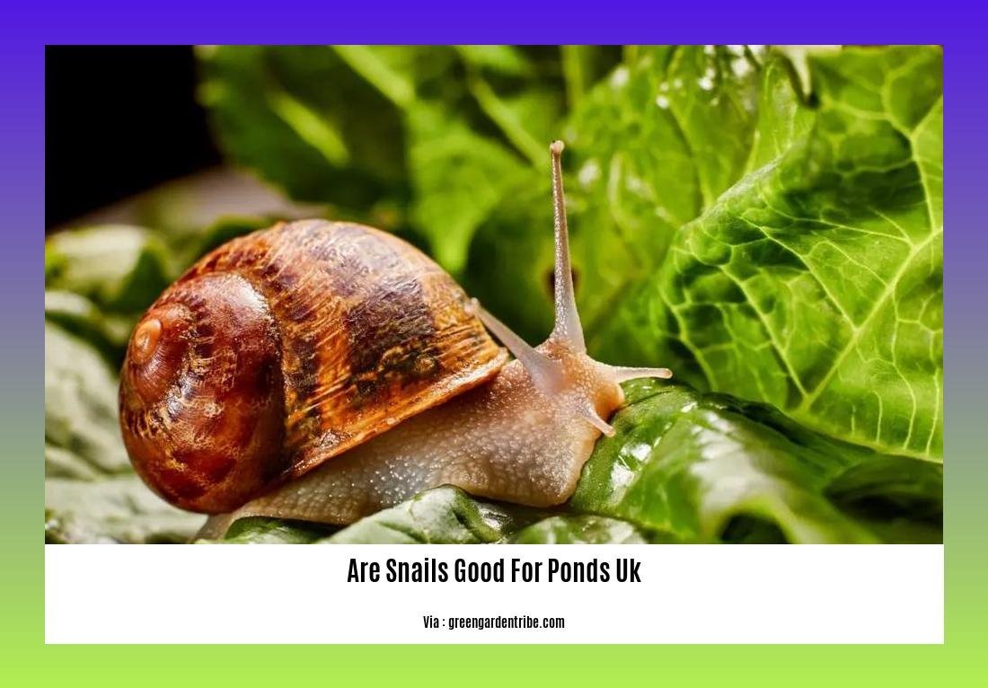 are snails good for ponds uk