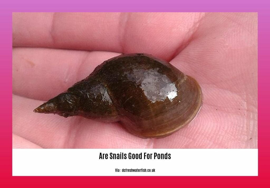 Exploring the Benefits Why are Snails Good for Ponds?