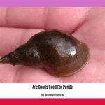 are-snails-good-for-ponds_2