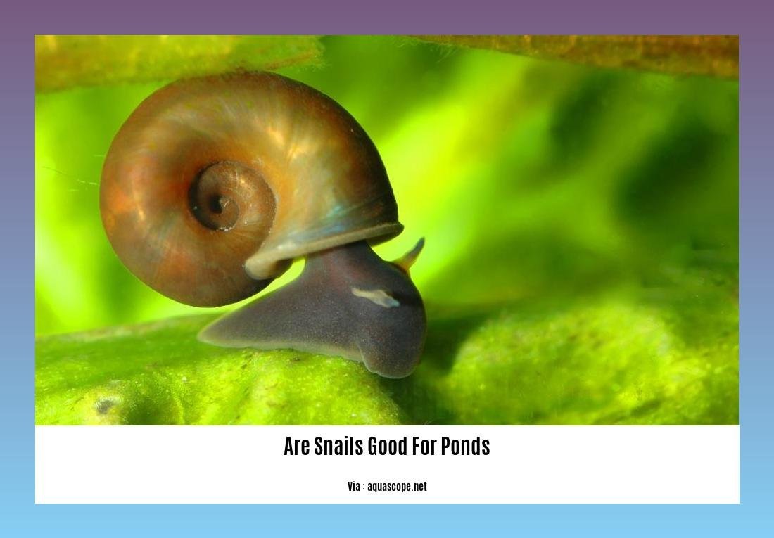 are snails good for ponds