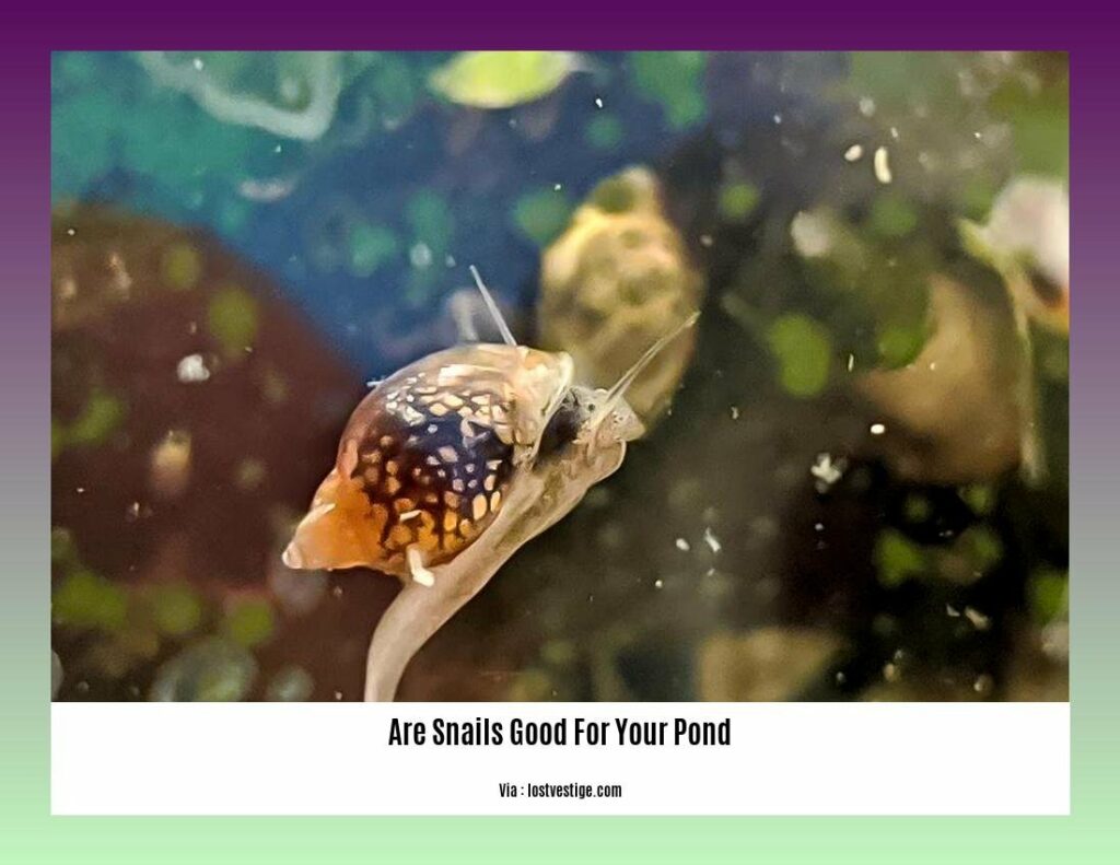 Best Snails For Outdoor Ponds at Sean Dickson blog